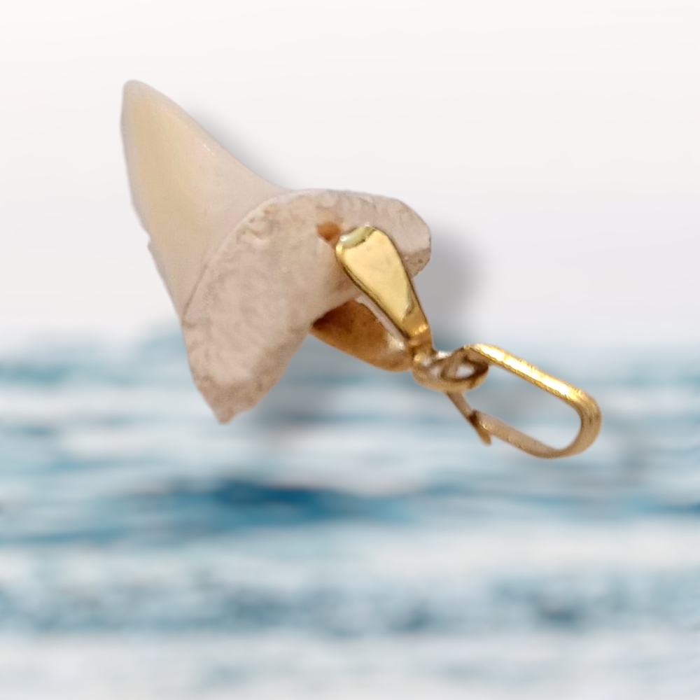 Authentic Fossil Otodus Obliquus Shark Tooth Pendant - Picture 3 of 4